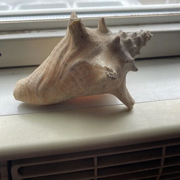 Shell - Picture 3 of 6